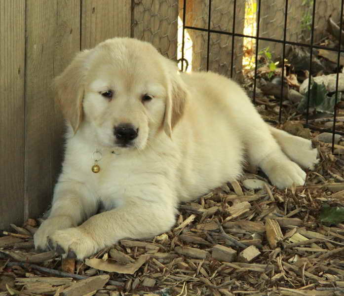 Golden Retriever Puppies For Sale Ontario