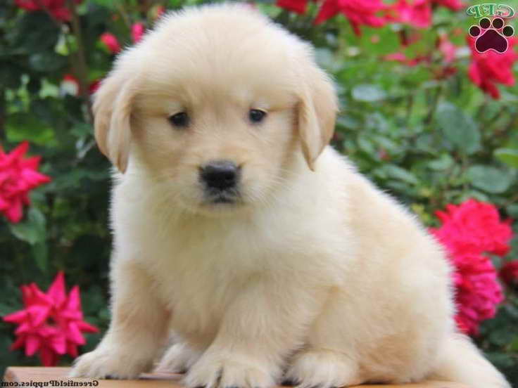 Golden Retriever Puppies For Sale Pa