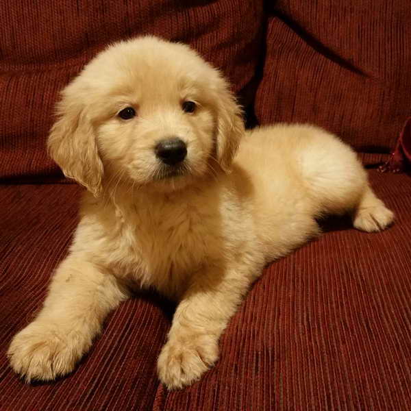 Golden Retriever Puppies For Sale Pensacola Fl