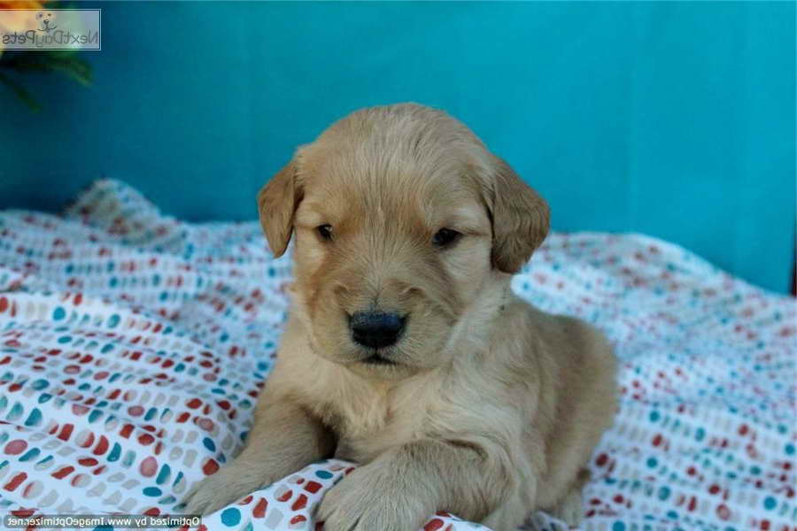 Golden Retriever Puppies For Sale St Louis | PETSIDI