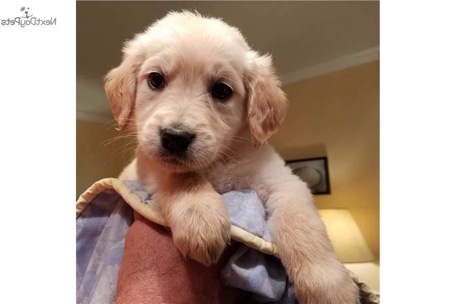 Golden Retriever Puppies For Sale Tallahassee