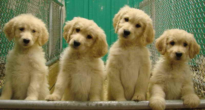 Golden Retriever Puppies For Sale Toledo Ohio