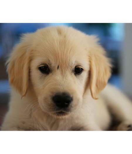 Golden Retriever Puppies For