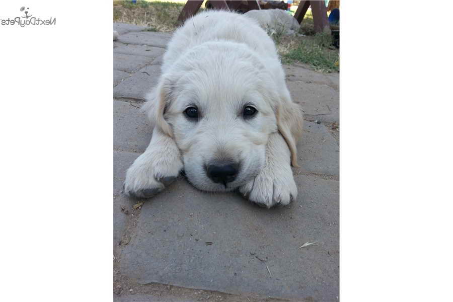 Golden Retriever Puppies Fresno Ca