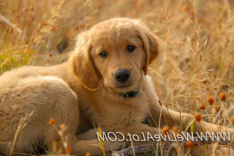Golden Retriever Puppies Idaho