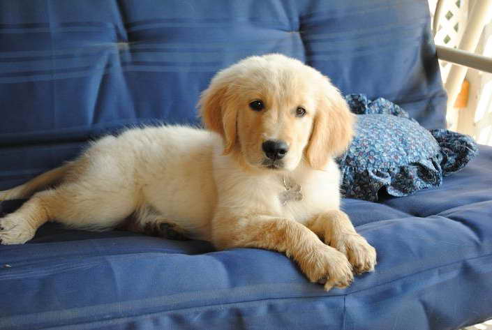 Golden Retriever Puppies In California