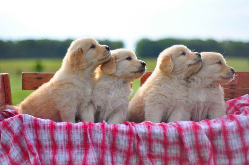 Golden Retriever Puppies In Columbus Ohio