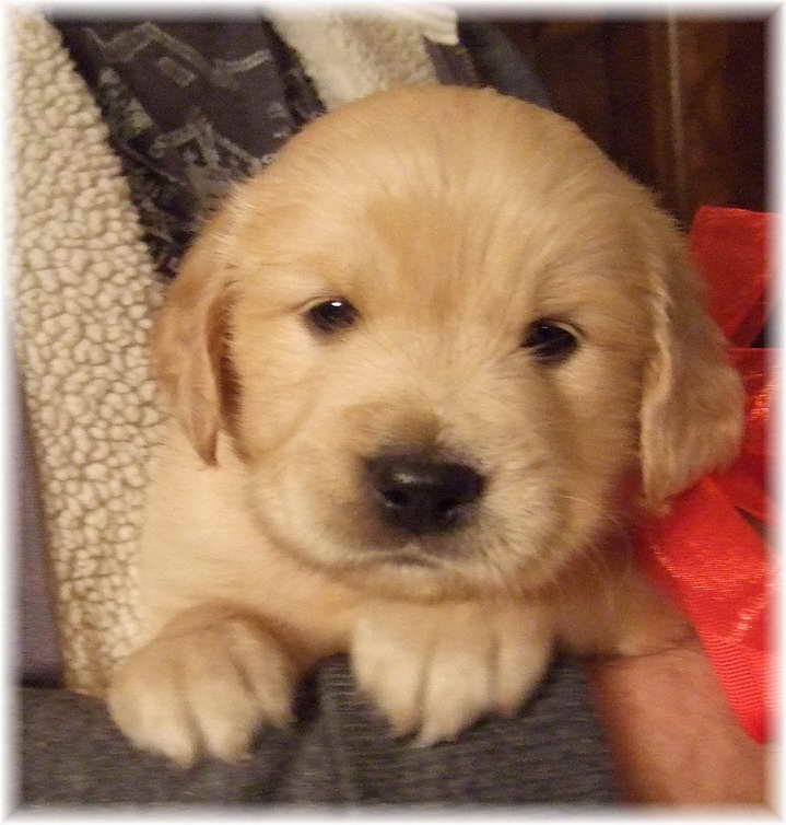 Golden Retriever Puppies In Georgia