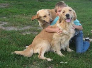 Golden Retriever Puppies In Iowa