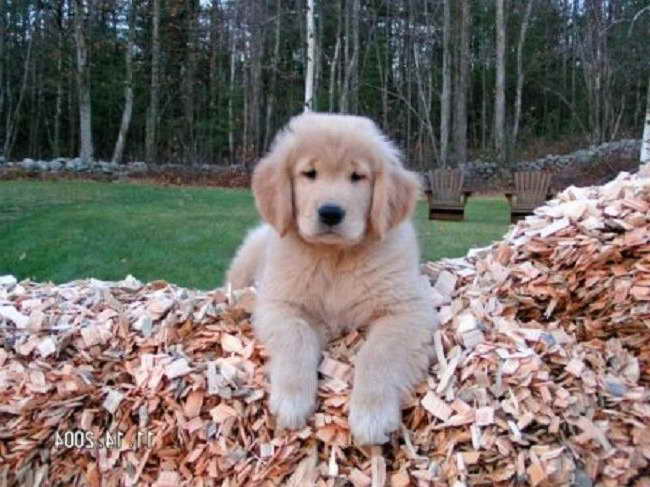 Golden Retriever Puppies In Michigan