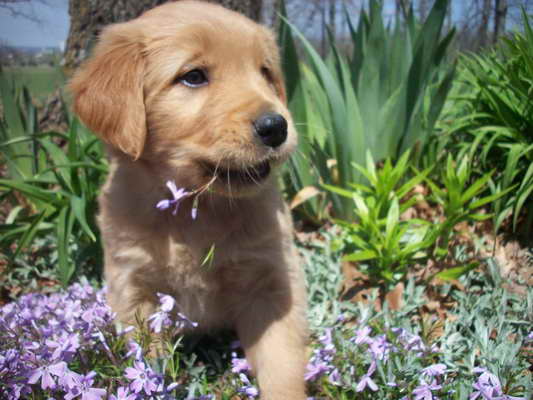 Golden Retriever Puppies In Missouri