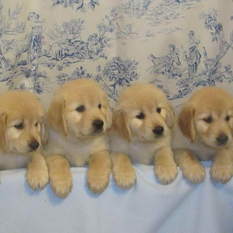 Golden Retriever Puppies In Nc