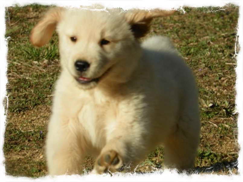Golden Retriever Puppies In Virginia