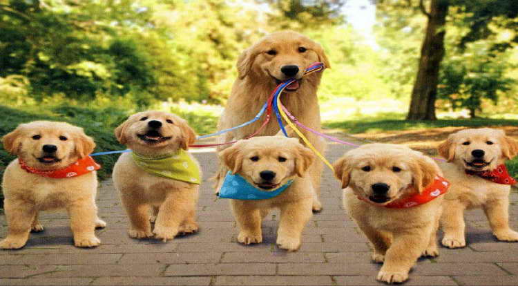 Golden Retriever Puppies Info