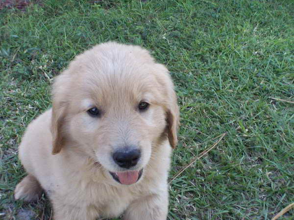 Golden Retriever Puppies Jackson Ms