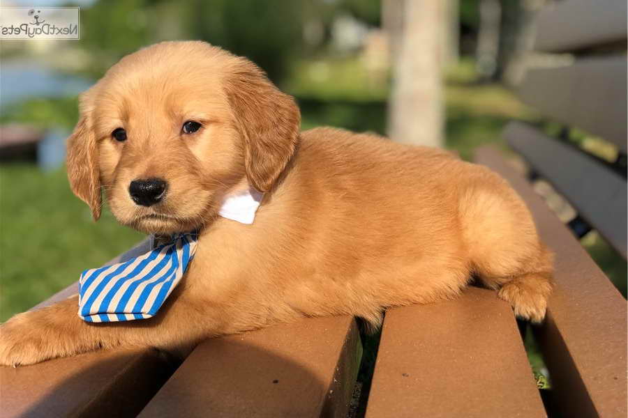 Golden Retriever Puppies Lakeland Fl