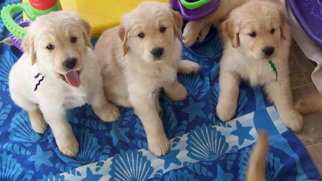 Golden Retriever Puppies Long Island