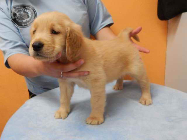 Golden Retriever Puppies Los Angeles