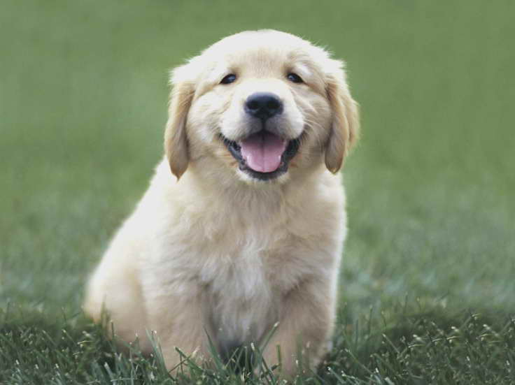 Golden Retriever Puppies Mi