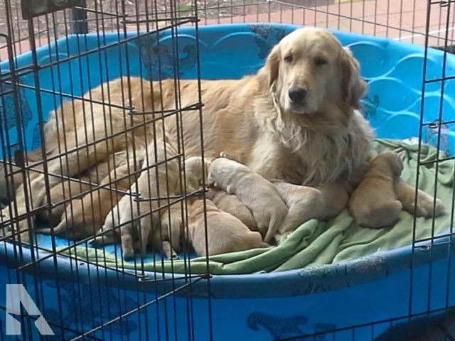 Golden Retriever Puppies Miami