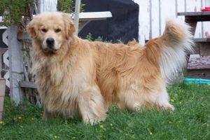 Golden Retriever Puppies Montana