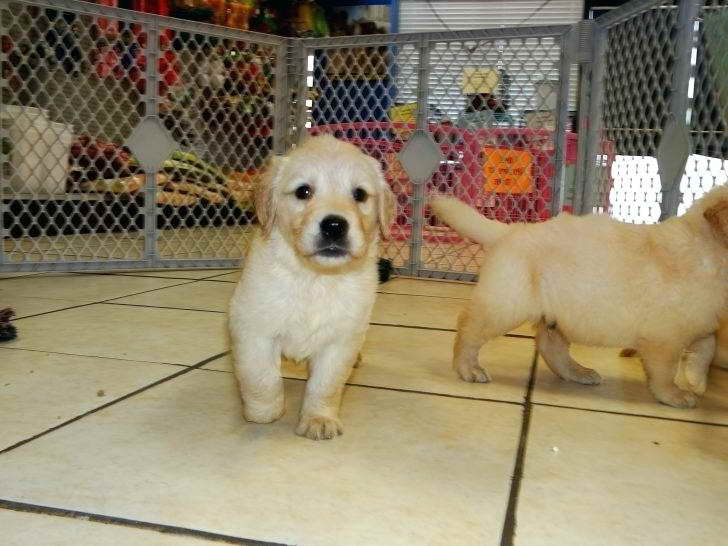 Golden Retriever Puppies Nc Craigslist