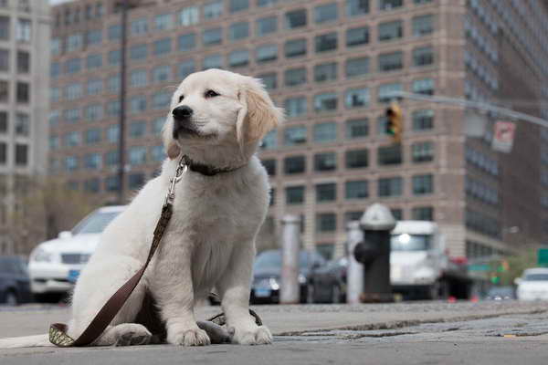 Golden Retriever Puppies New York