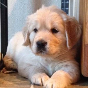 Golden Retriever Puppies Northern California