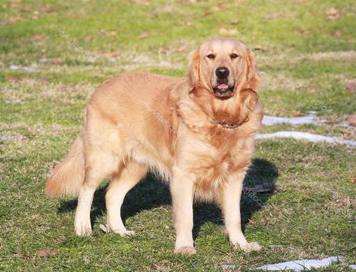 Golden Retriever Puppies Oklahoma