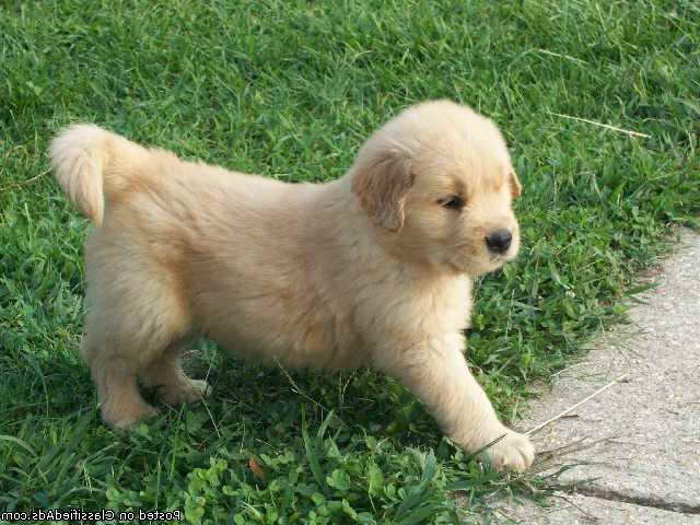 Golden Retriever Puppies Omaha