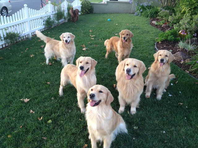 Golden Retriever Puppies Orange County Ca