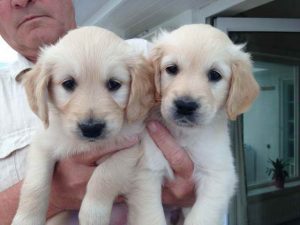 Golden Retriever Puppies Sale