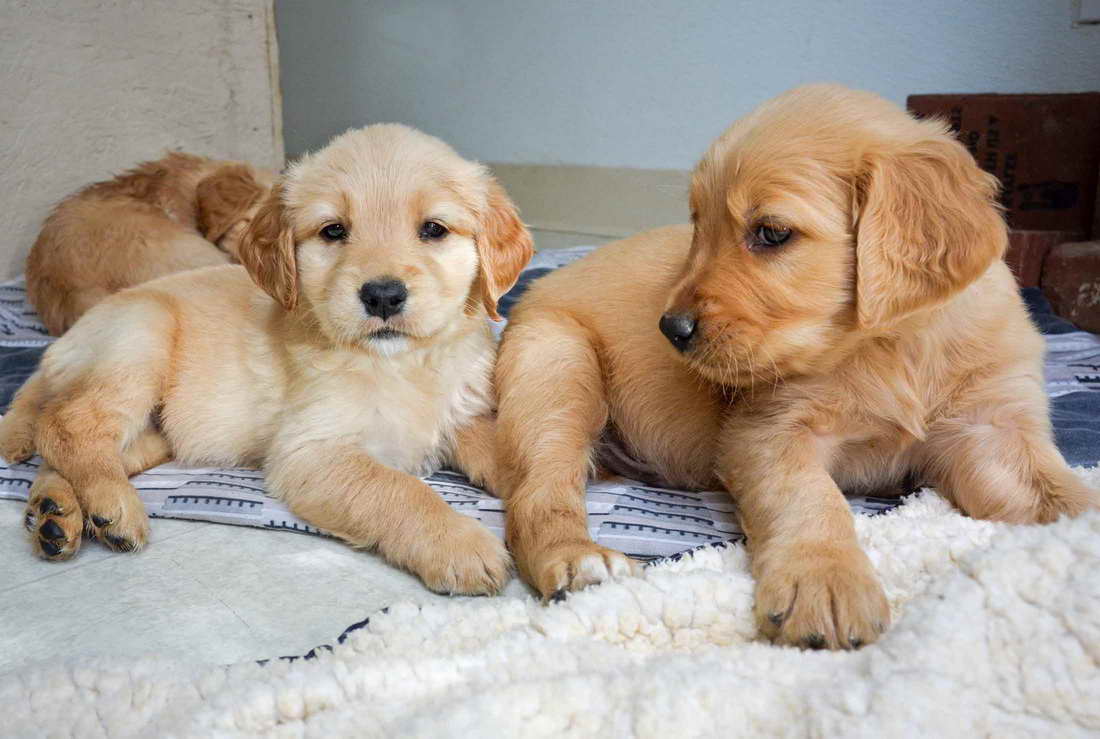 Golden Retriever Puppies San Francisco