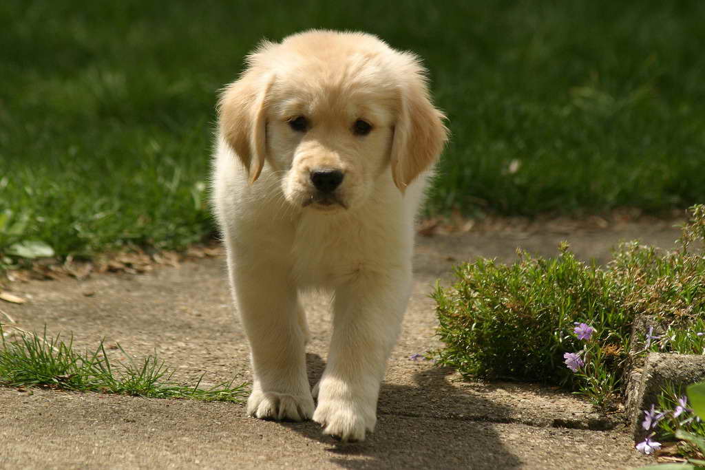 Golden Retriever Puppies That Stay Small - GolDen Retriever Puppies That Stay Small