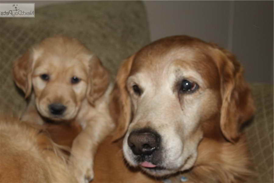 Golden Retriever Puppies Tulsa
