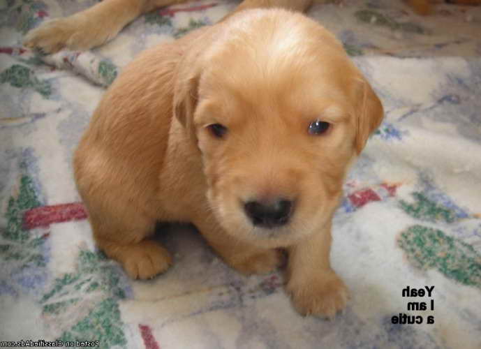 Golden Retriever Puppies Under 500 Dollars PETSIDI