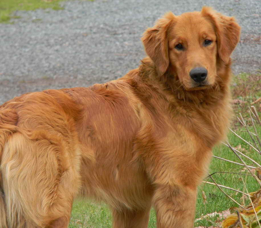 Golden Retriever Puppies Vermont | PETSIDI