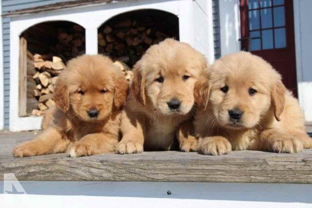 Golden Retriever Puppies Vt