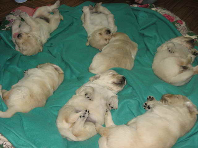 Golden Retriever Puppies Wichita Ks