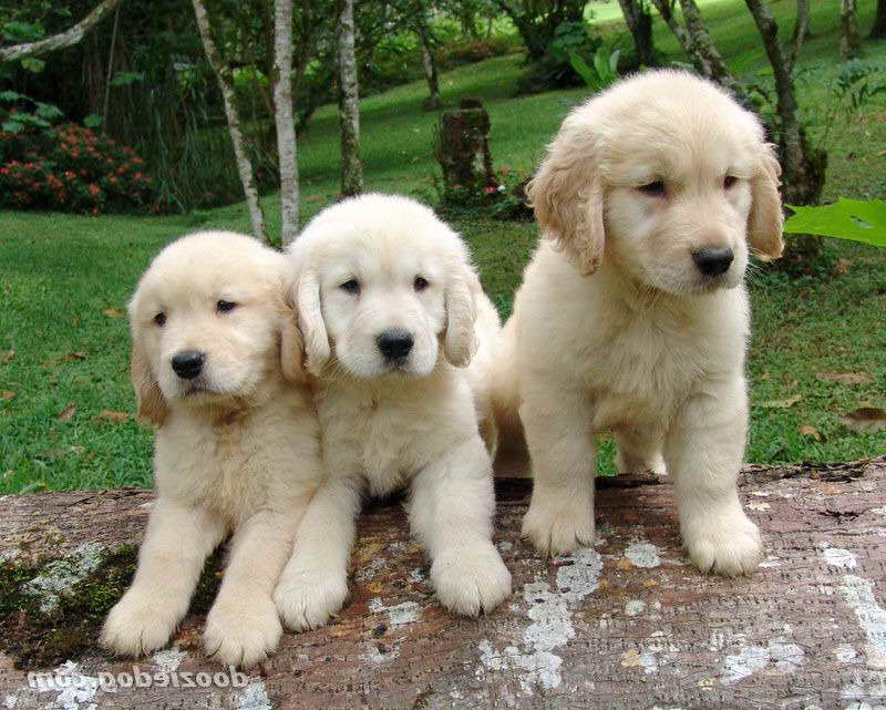 Golden Retriever Puppies Wny