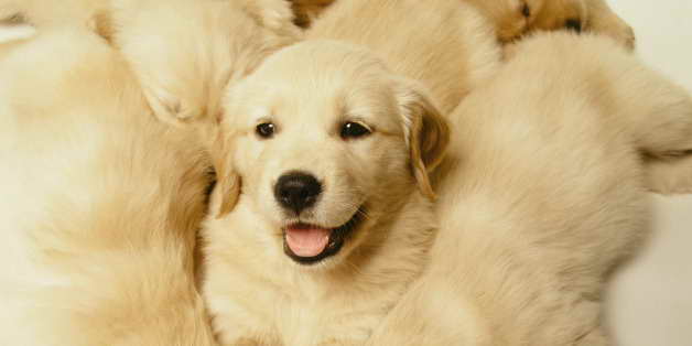 Golden Retriever Puppy Cam