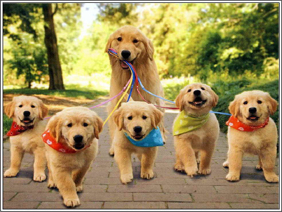 Golden Retriever Puppy Care - GolDen Retriever Puppy Care