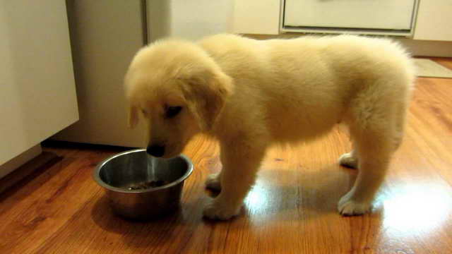 Golden Retriever Puppy Food Recommendations