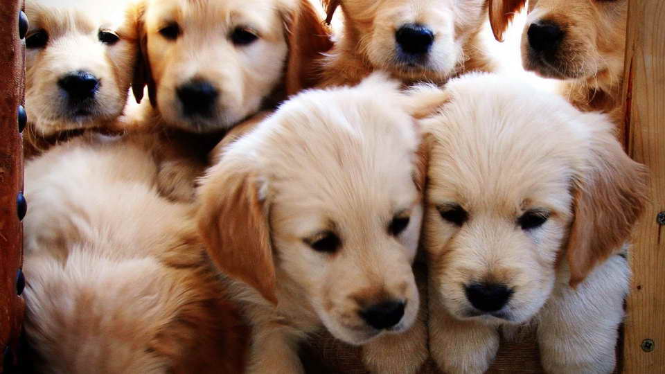 Golden Retriever Puppy Stages