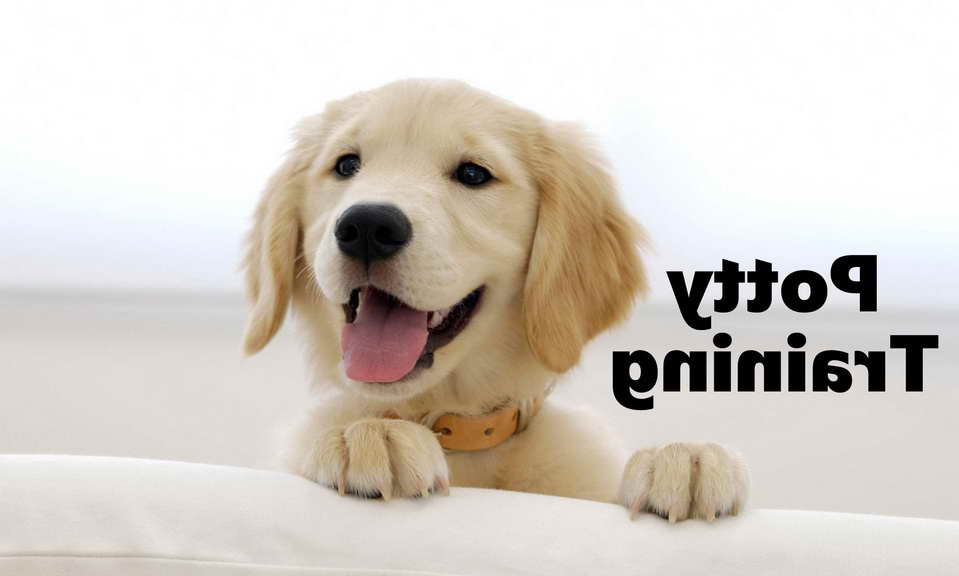 Golden Retriever Puppy Tips