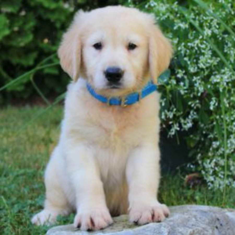 Golden Retriever Purebred Puppy