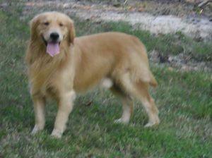 Golden Retriever Raleigh