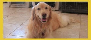 Golden Retriever Rescue Arizona