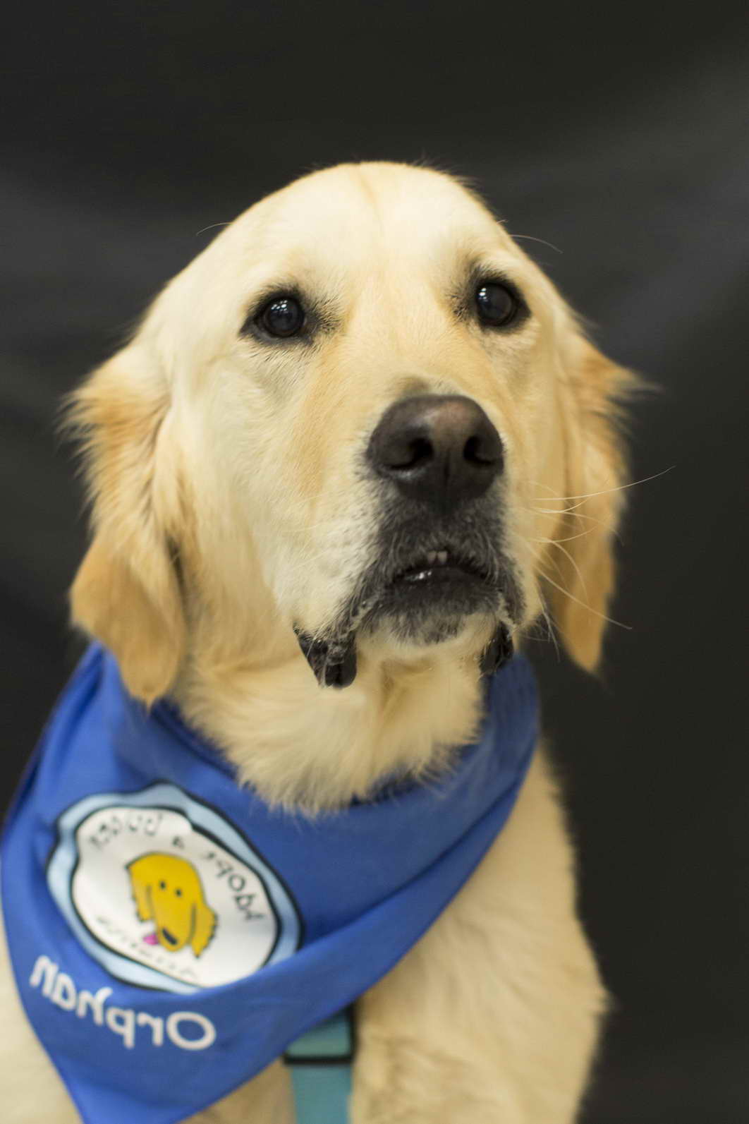 Golden Retriever Rescue Fairbanks