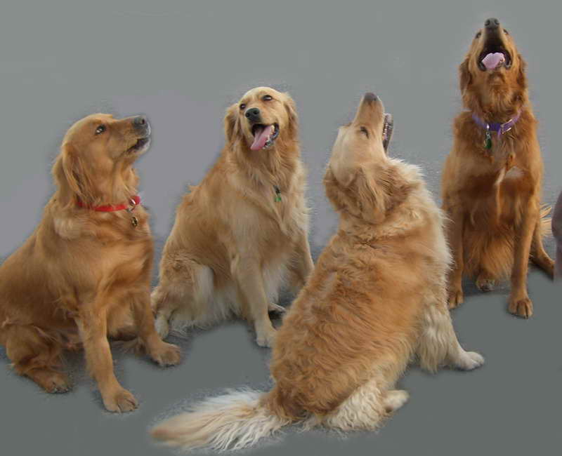 Golden Retriever Rescue Las Vegas